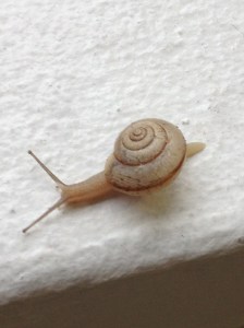 Another snail.