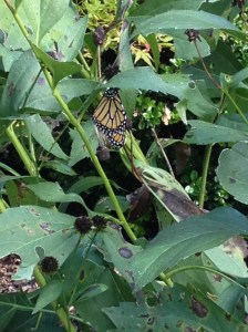 Butterfly from Kanapaha Botanical Gardens, Gainesville, FL