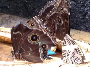 Butterflies from the Florida Museum of Natural History in Gainesville, FL